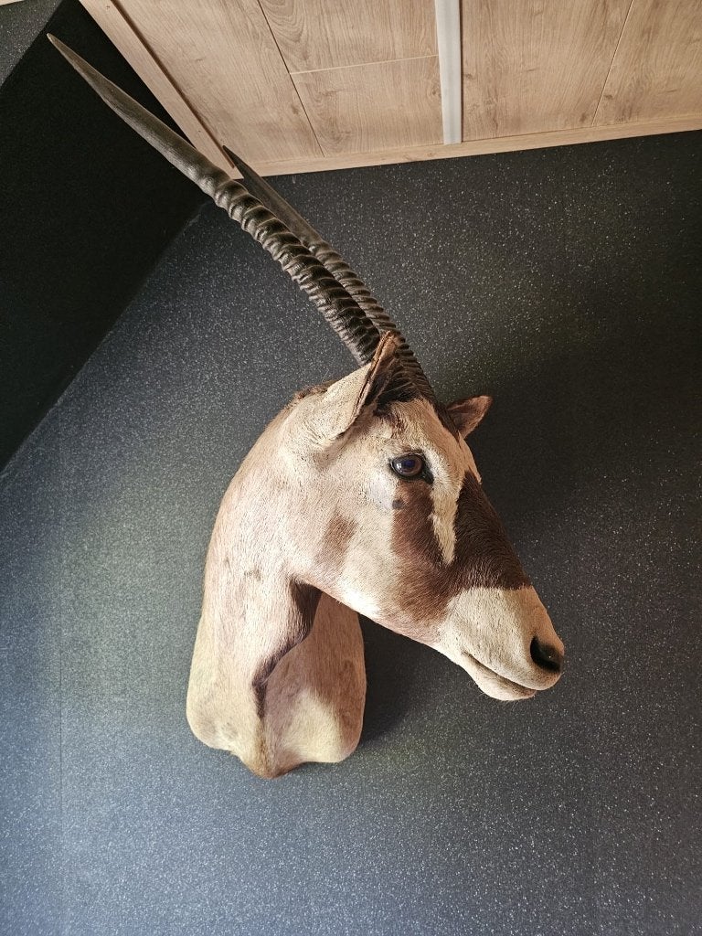Oryx opgezet, Verzamelen, Dierenverzamelingen, Ophalen, Zo goed als nieuw, Overige soorten, Gewei of Kop