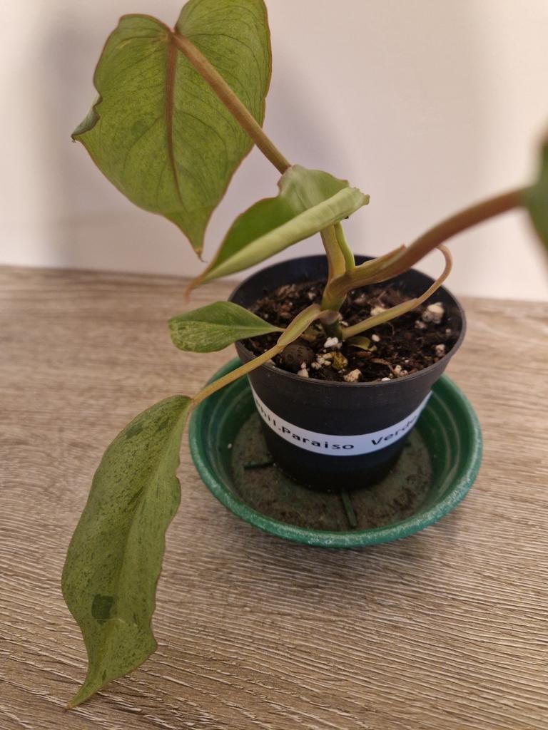 Philodendron Paraiso Verde, Huis en Inrichting, Kamerplanten, Ophalen