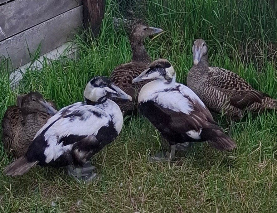 Eenden eidereenden, Dieren en Toebehoren, Pluimvee, Meerdere dieren, Eend