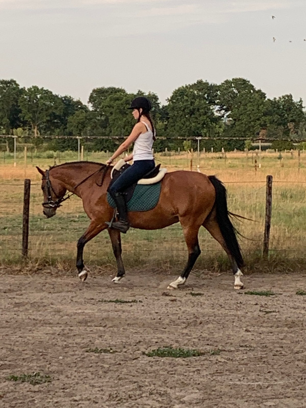 D-pony te koop, Merrie, Met stamboom, Zadelmak, 3 tot 6 jaar