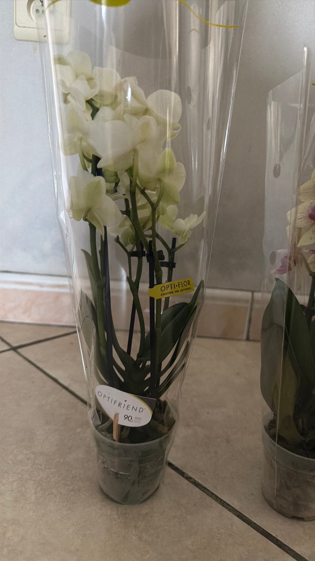 Orchidee - 12€/stuk -, Enlèvement