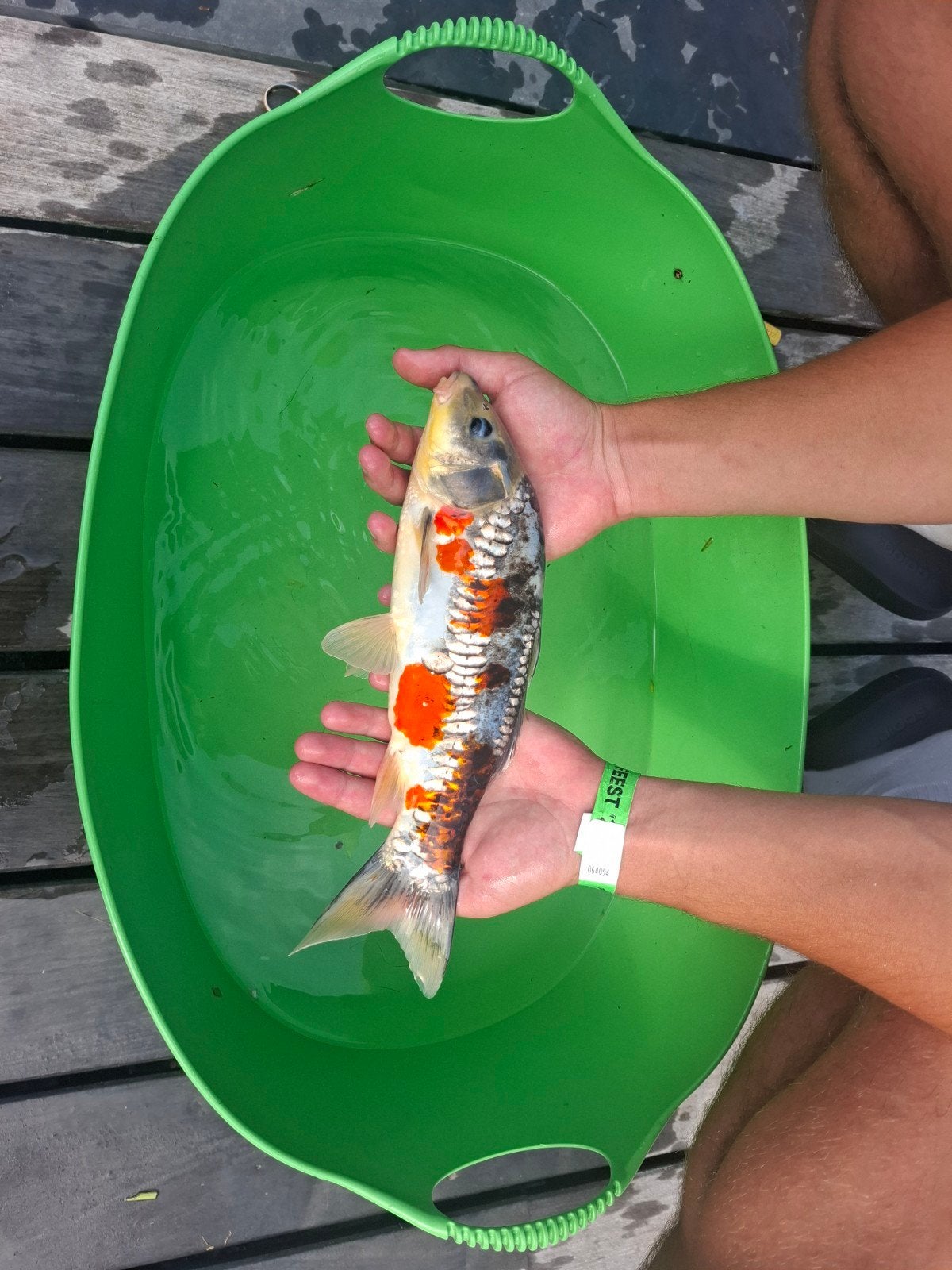 unieke doitsu koi karper, Karper of Koi