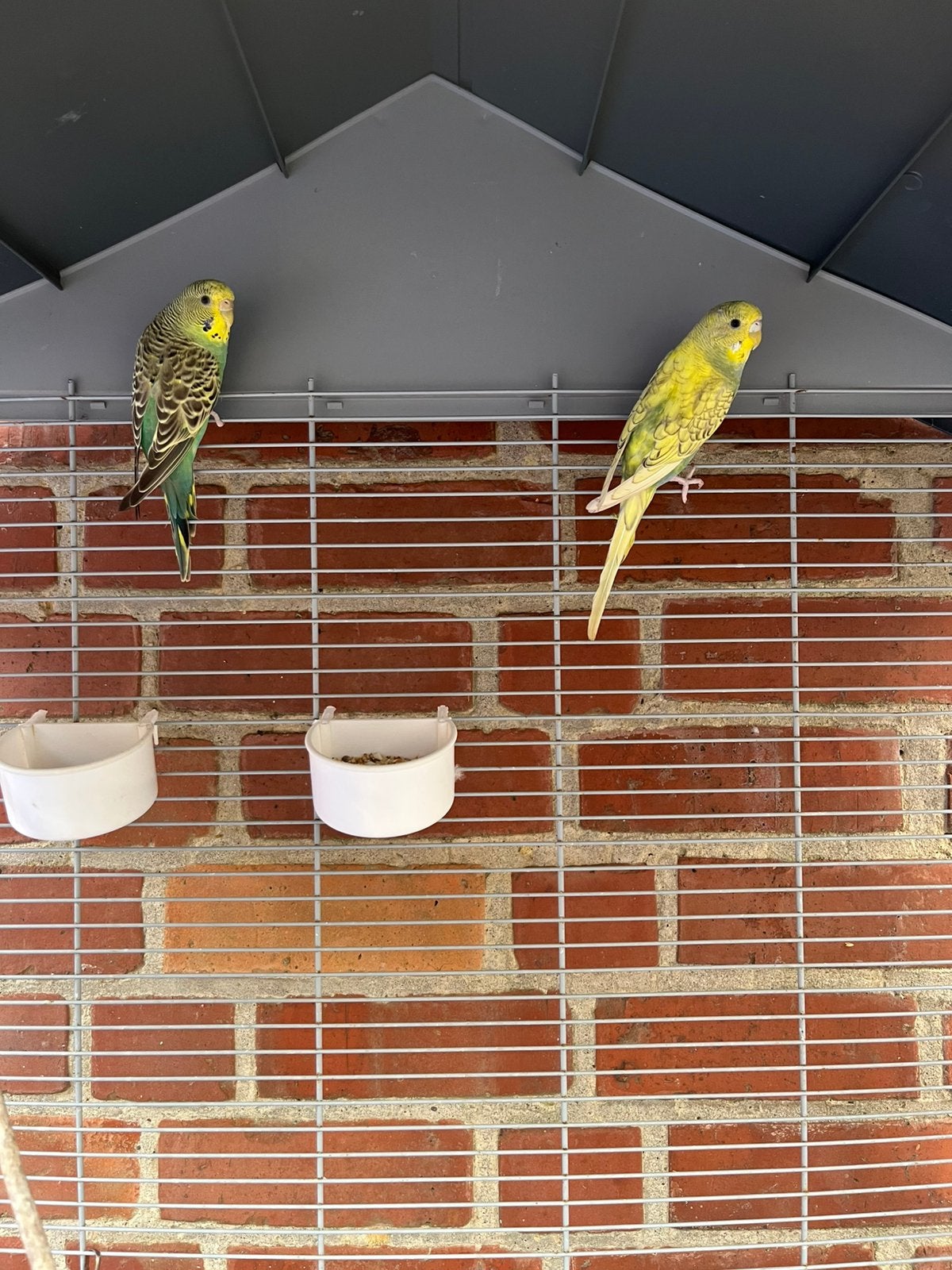 Jonge grasparkieten te koop 2026, Dieren en Toebehoren, Vogels | Kanaries