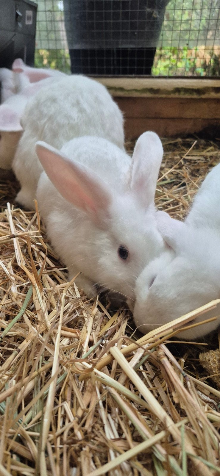 dwergkonijn, Dieren en Toebehoren, Mannelijk, Dwerg, Hangoor, 0 tot 2 jaar