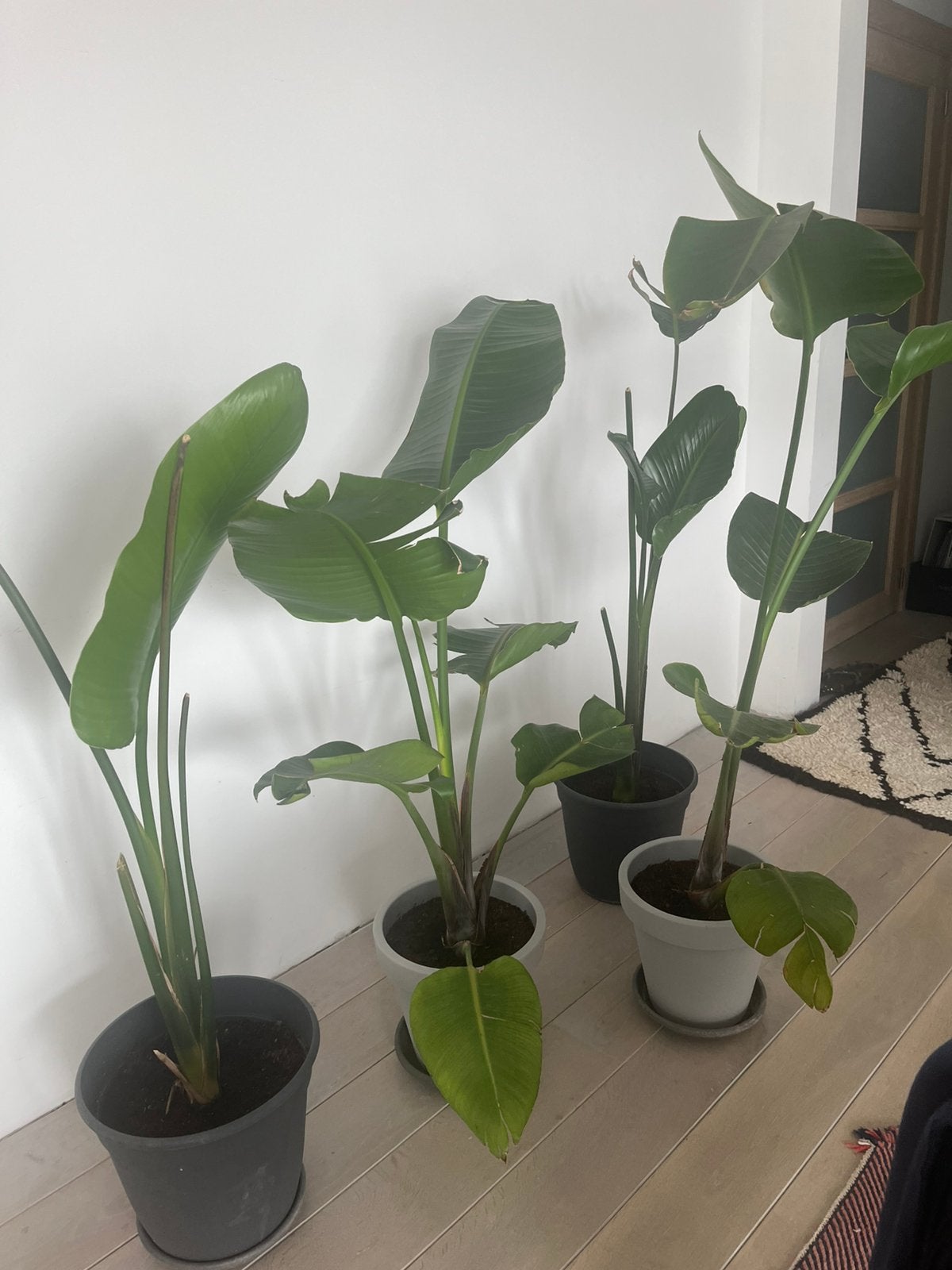Strelitzia, Enlèvement