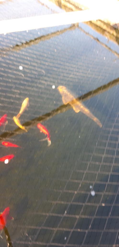 4 groote koi's + 50 kleinere vissen., Dieren en Toebehoren, Vissen | Vijvervissen