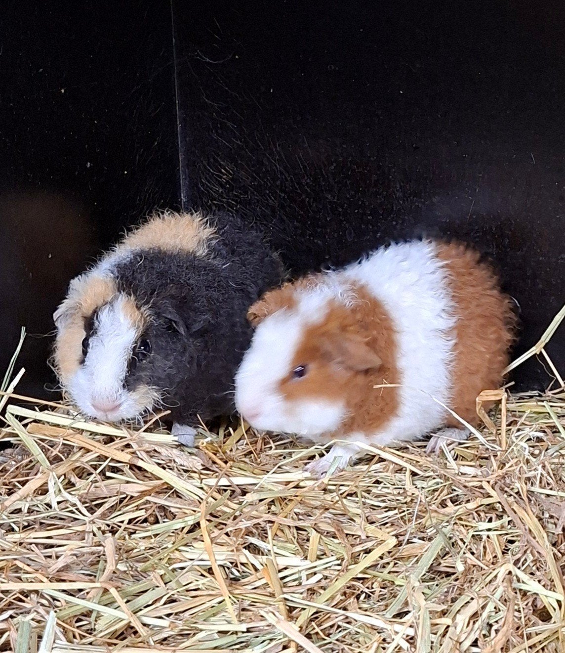 us teddy cavia. cavia's, Dieren en Toebehoren, Knaagdieren, Juli, Cavia