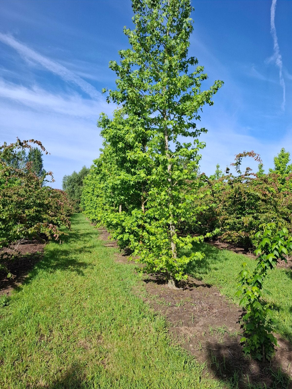 Amberboom Liquidambar, Tuin en Terras, Ophalen