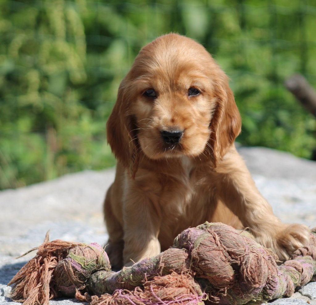 Engelse Cocker pups, België, CDV (hondenziekte), 8 tot 15 weken, Meerdere
