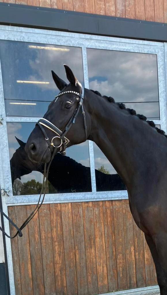 7 jr Hennesy ruin, dressuur/ recreatie paard, Dieren en Toebehoren, Paarden, 175 cm of meer, Ruin, Dressuurpaard, 7 tot 10 jaar