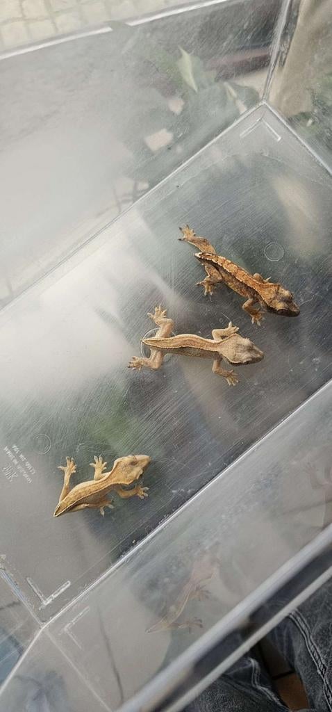 Jonge wimpergekko's van ongeveer 1 jaartje oud., Lézard, Domestique, 0 à 2 ans