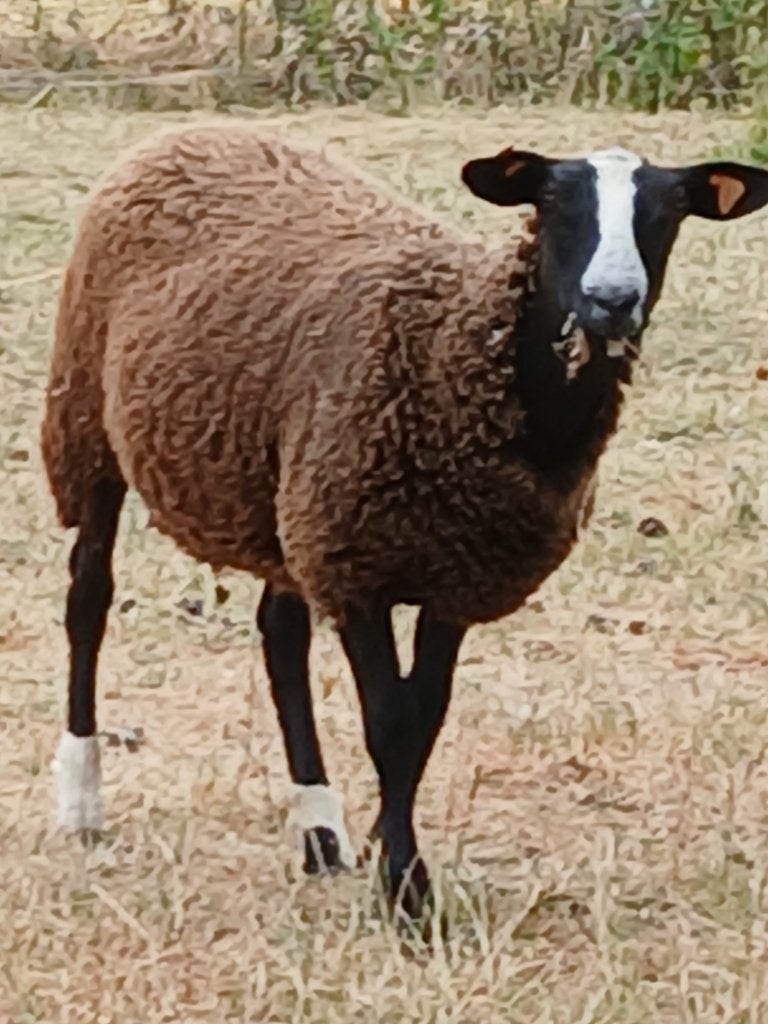 Agnèle Zwartbles, Dieren en Toebehoren, Vrouwelijk, Schaap, 0 tot 2 jaar