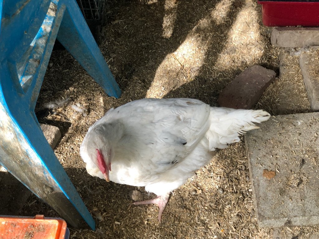 Haan, Dieren en Toebehoren, Mannelijk, Kip