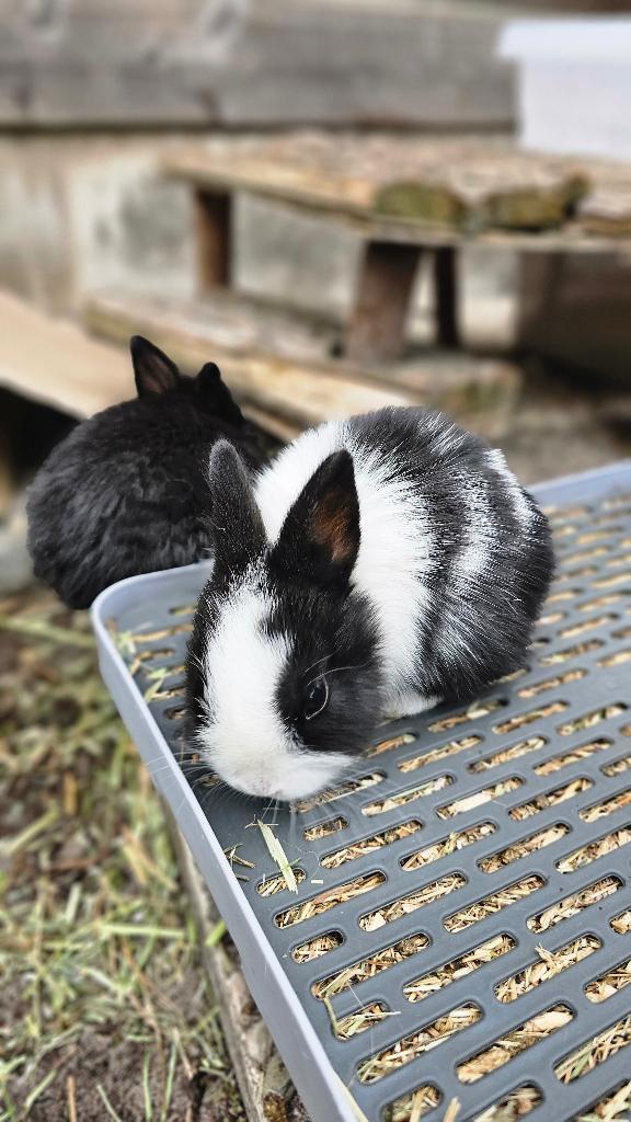 Konijntjes, Dieren en Toebehoren, Konijnen, Meerdere dieren, Klein, 0 tot 2 jaar