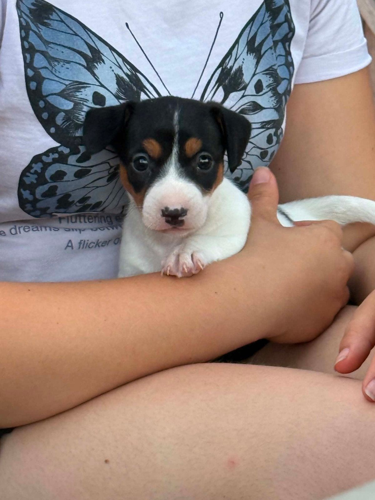 Mooie  tricolor Jack Russel puppy., Dieren en Toebehoren, België, Fokker | Hobbymatig, Jack Russell Terriër, Reu