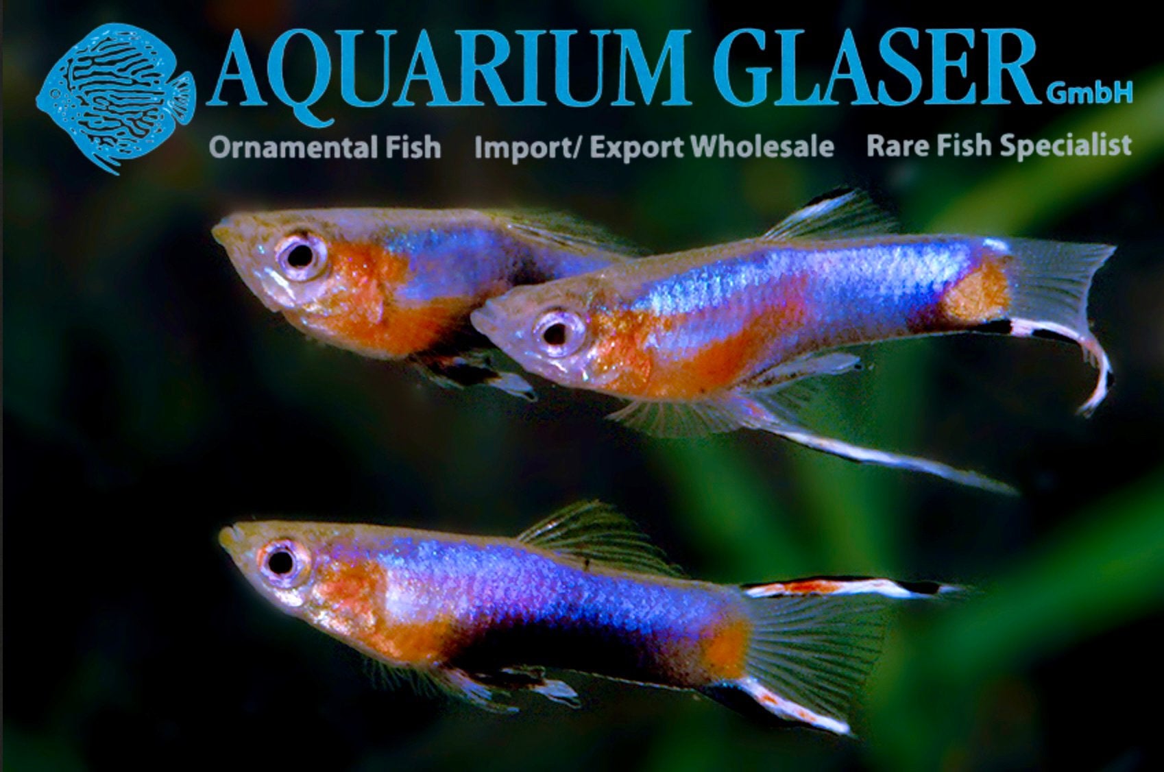 Blue Star Endlers (per koppel), Animaux & Accessoires, Poissons | Poissons d'aquarium, Poisson, Poisson d'eau douce, Banc de poissons
