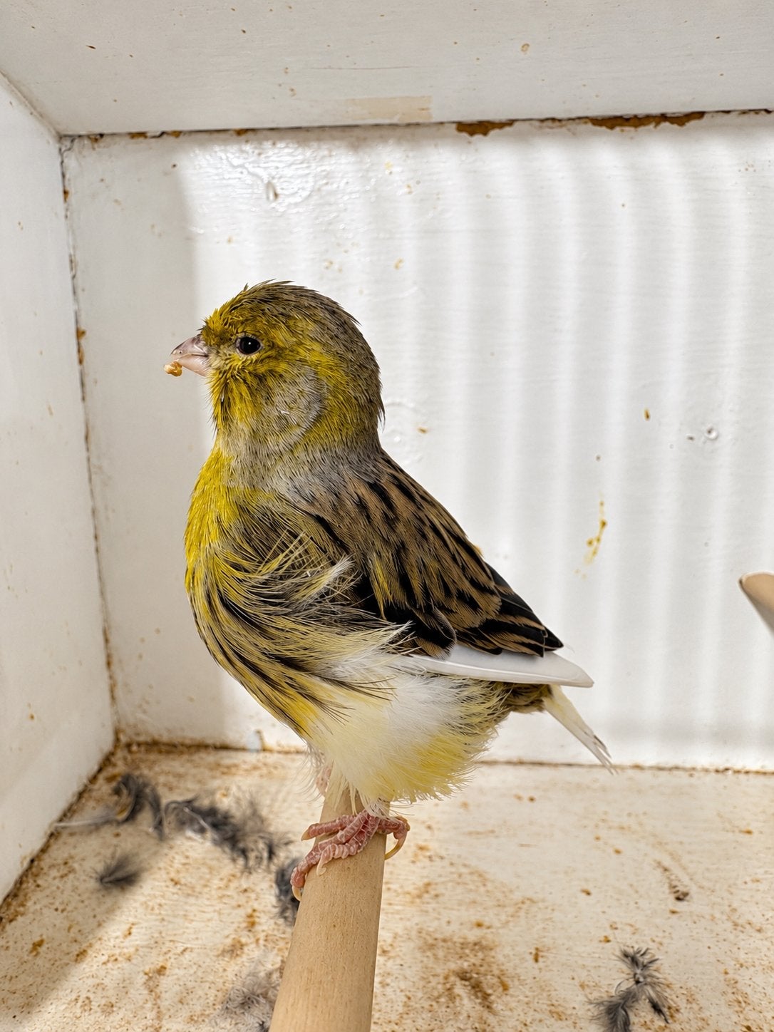 Fife Fancy man te koop, Dieren en Toebehoren