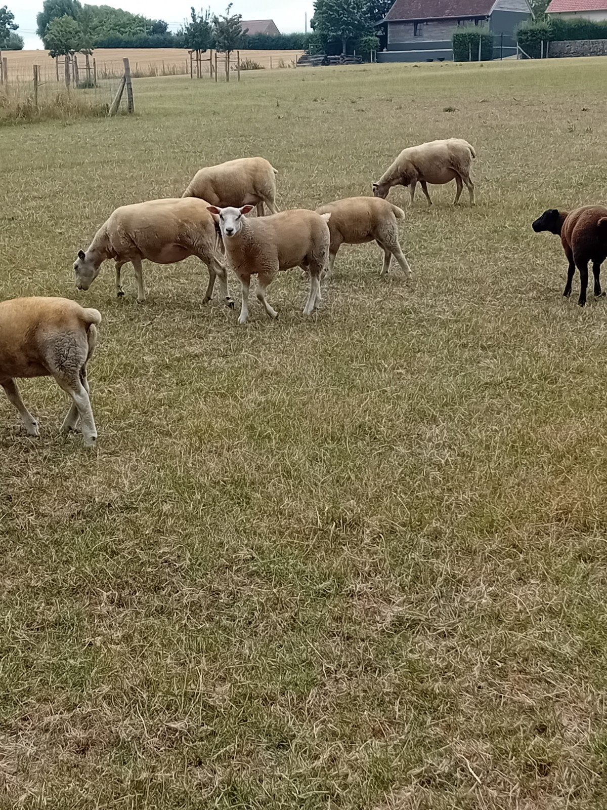 Kudde schapen, Dieren en Toebehoren, Schapen, Geiten en Varkens, Meerdere dieren, Schaap, 0 tot 2 jaar