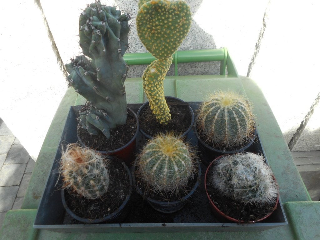 Planten, Ophalen of Verzenden, Vaste plant, Overige soorten, Volle zon