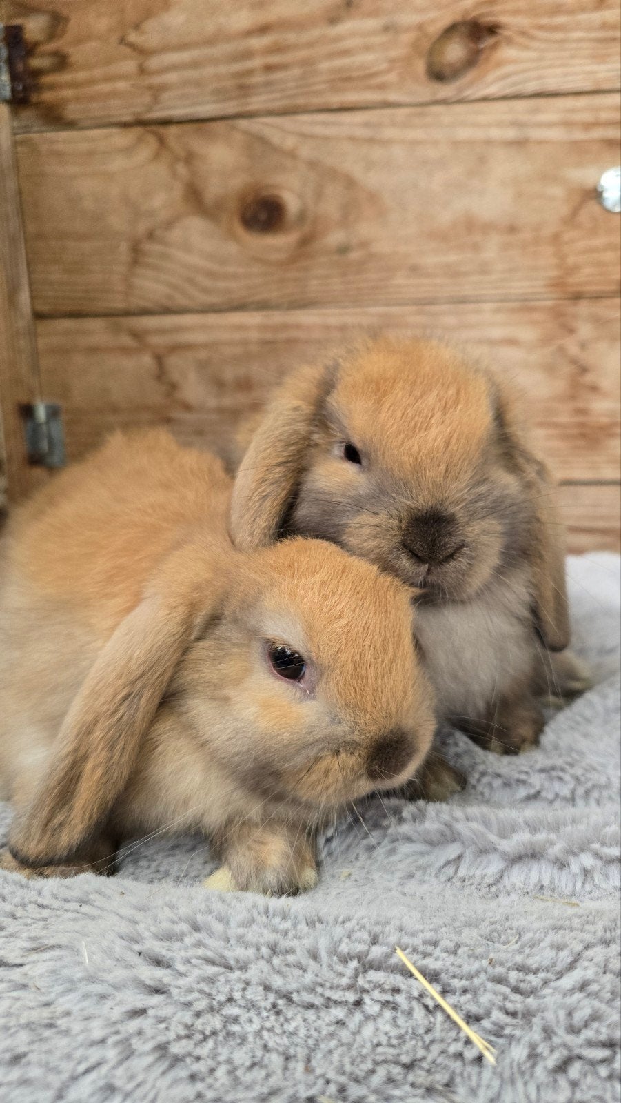 NHD konijntjes, Dieren en Toebehoren, Meerdere dieren, Middelgroot, Hangoor, 0 tot 2 jaar