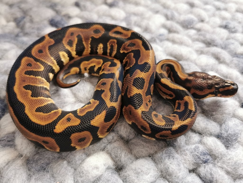 Koningspython; python regius; 1.0; Leopard het Clown Ball Python photo 2