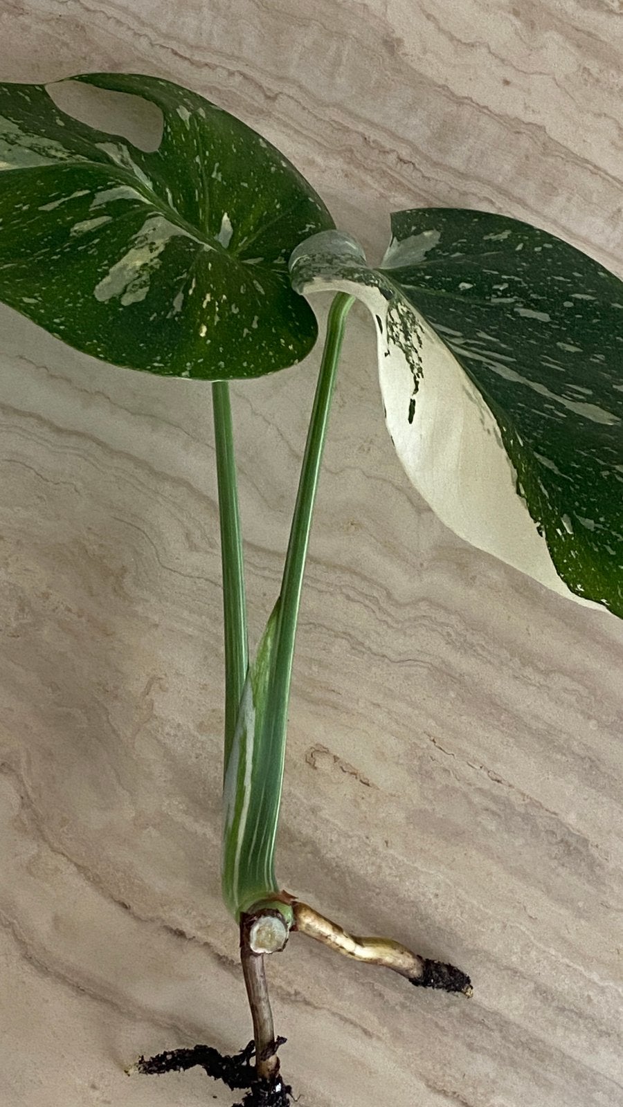 Monstera Thai Constellation stekje, Huis en Inrichting, Ophalen