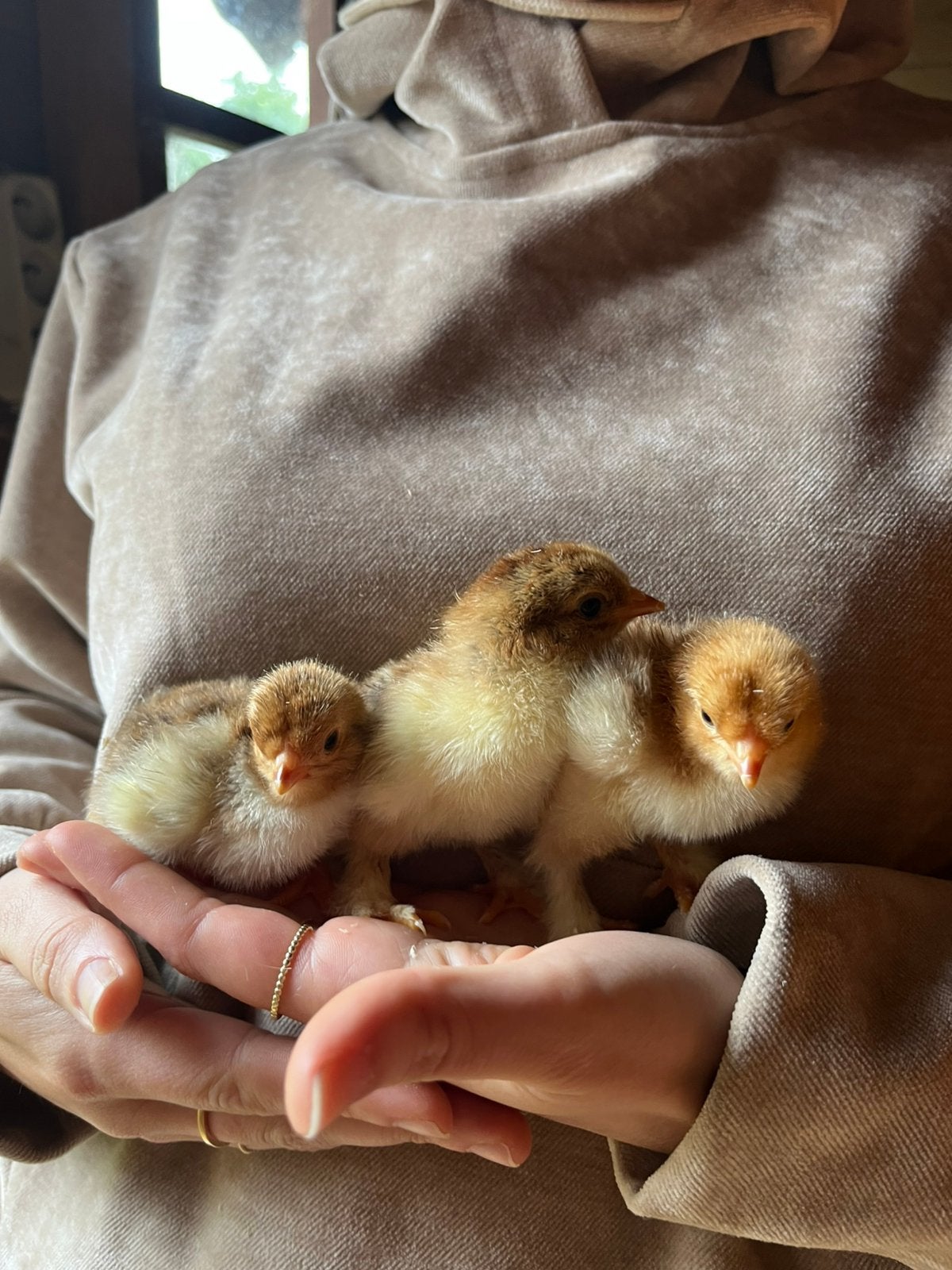 Brahma kuikens te koop
