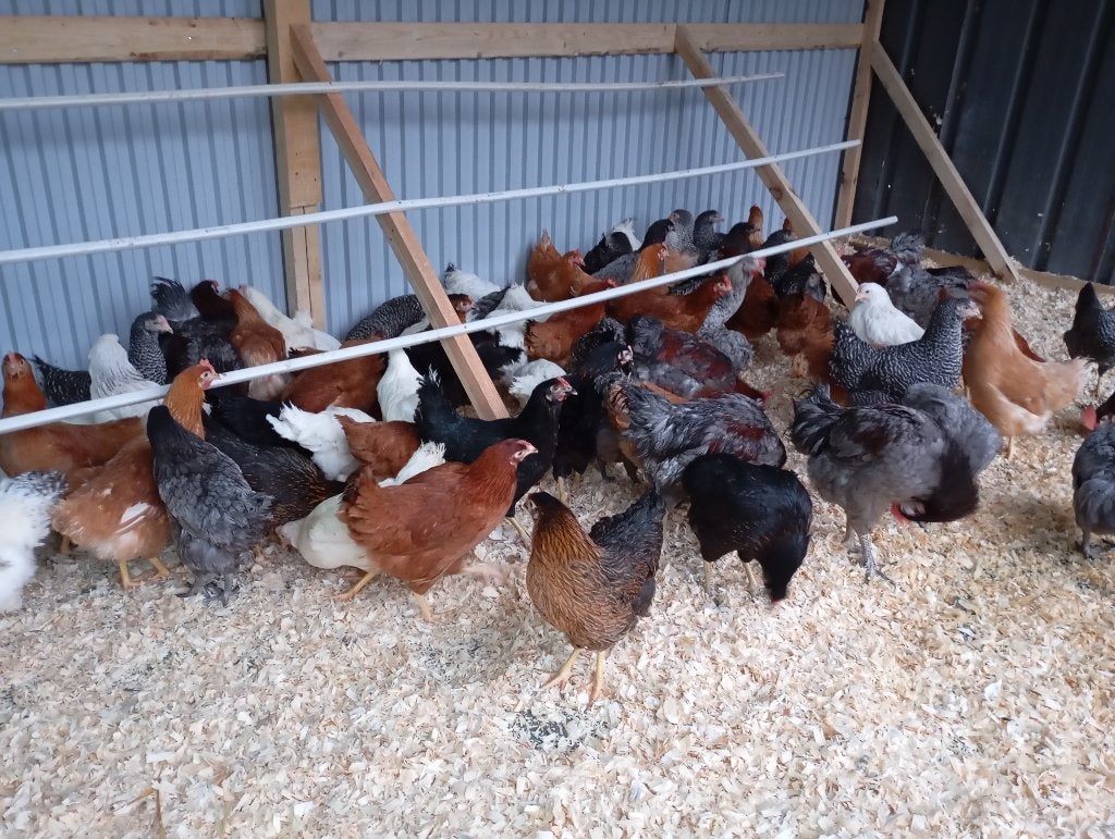 Jonge legkippen, Dieren en Toebehoren, Pluimvee, Meerdere dieren, Kip