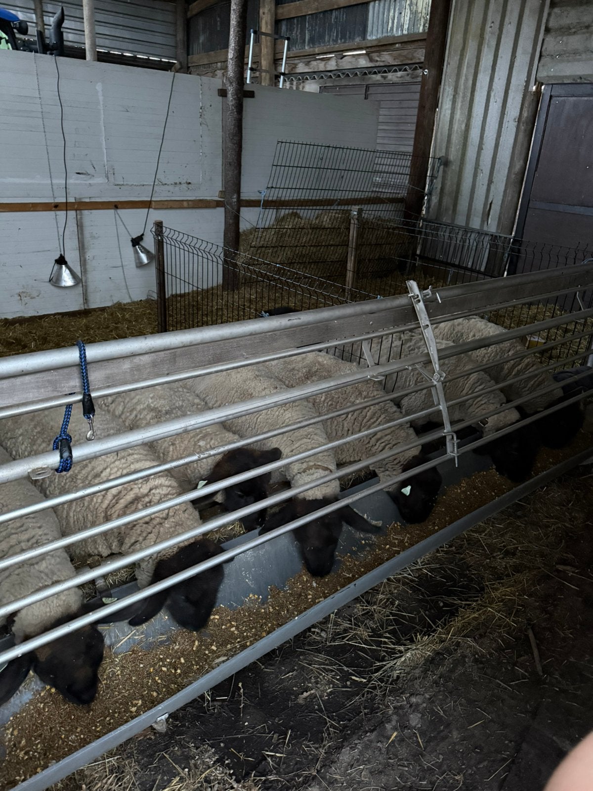 Schapen voer hek 4 m lang, Dieren en Toebehoren, Schapen, Geiten en Varkens
