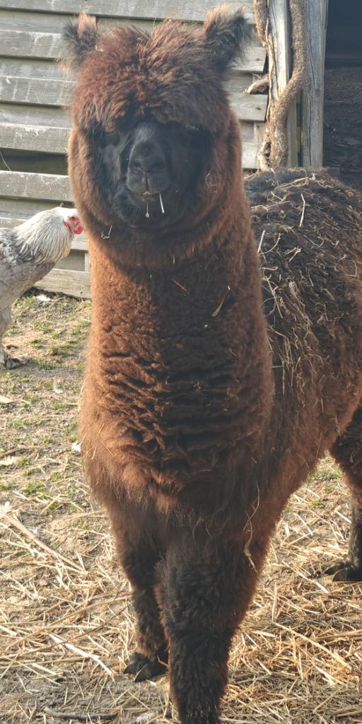 Jonge alpaca merrie te ruil, Animaux & Accessoires, Animaux Autre, Juin, Femelle