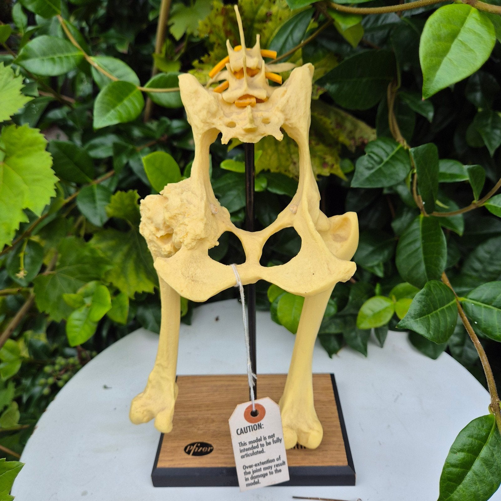 anatomisch model heupen hond pfizer, Antiek en Kunst, Ophalen of Verzenden