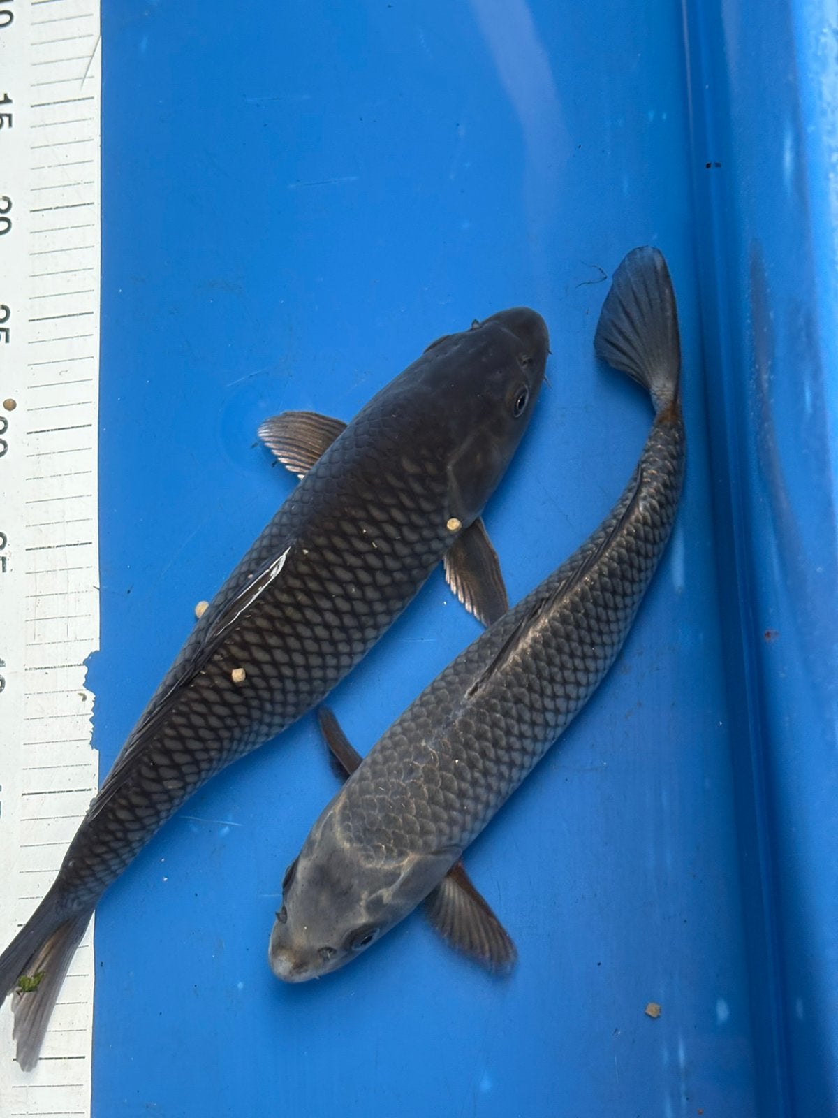 2 x soragoi/ chagoi 30 cm koi, Dieren en Toebehoren, Vissen | Vijvervissen, Karper of Koi
