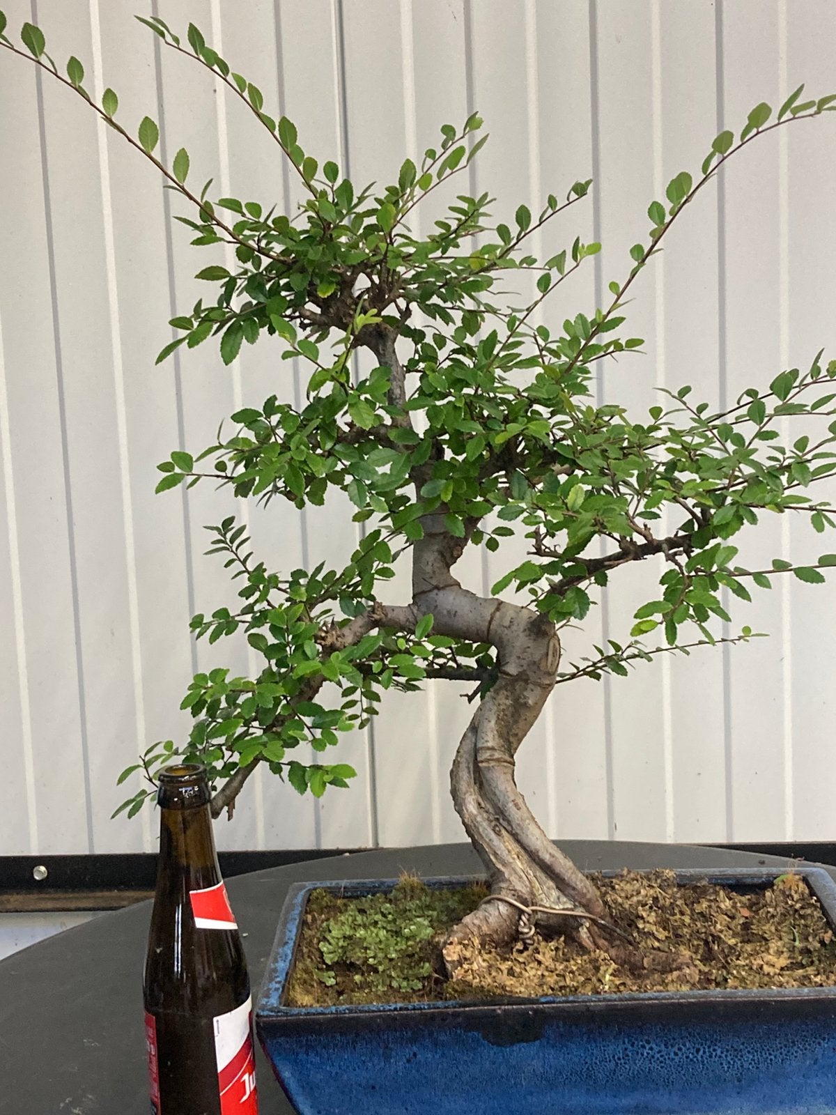 Orme bonsaï, Jardin & Terrasse, Enlèvement