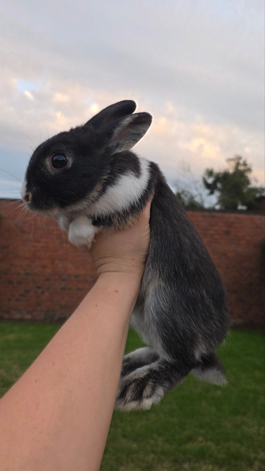 konijntje (m)zoeken goede thuis🐰
