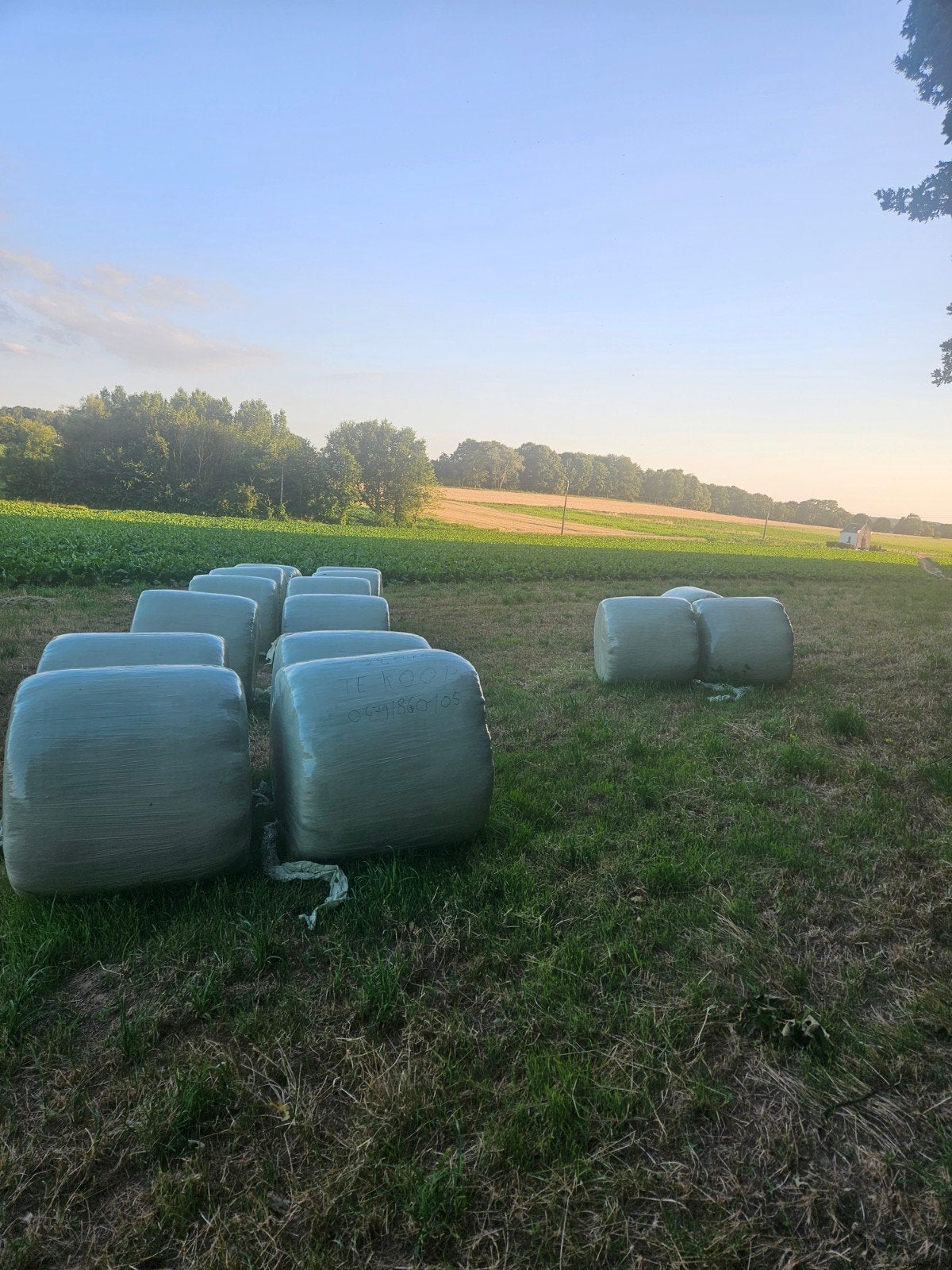 Midi balen, Dieren en Toebehoren, Dierenvoeding, Ophalen