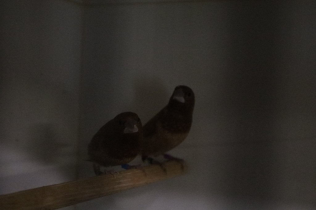 vogels japanse meeuwen, Dieren en Toebehoren, Geringd