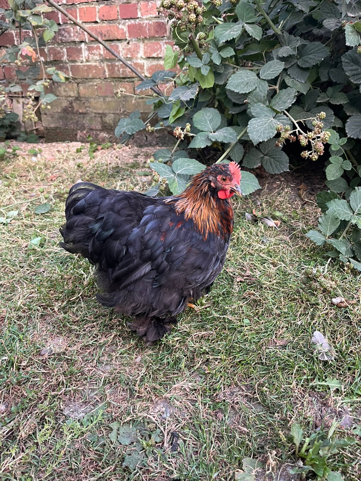 Jonge tamme haantjes, Mâle, Poule ou poulet