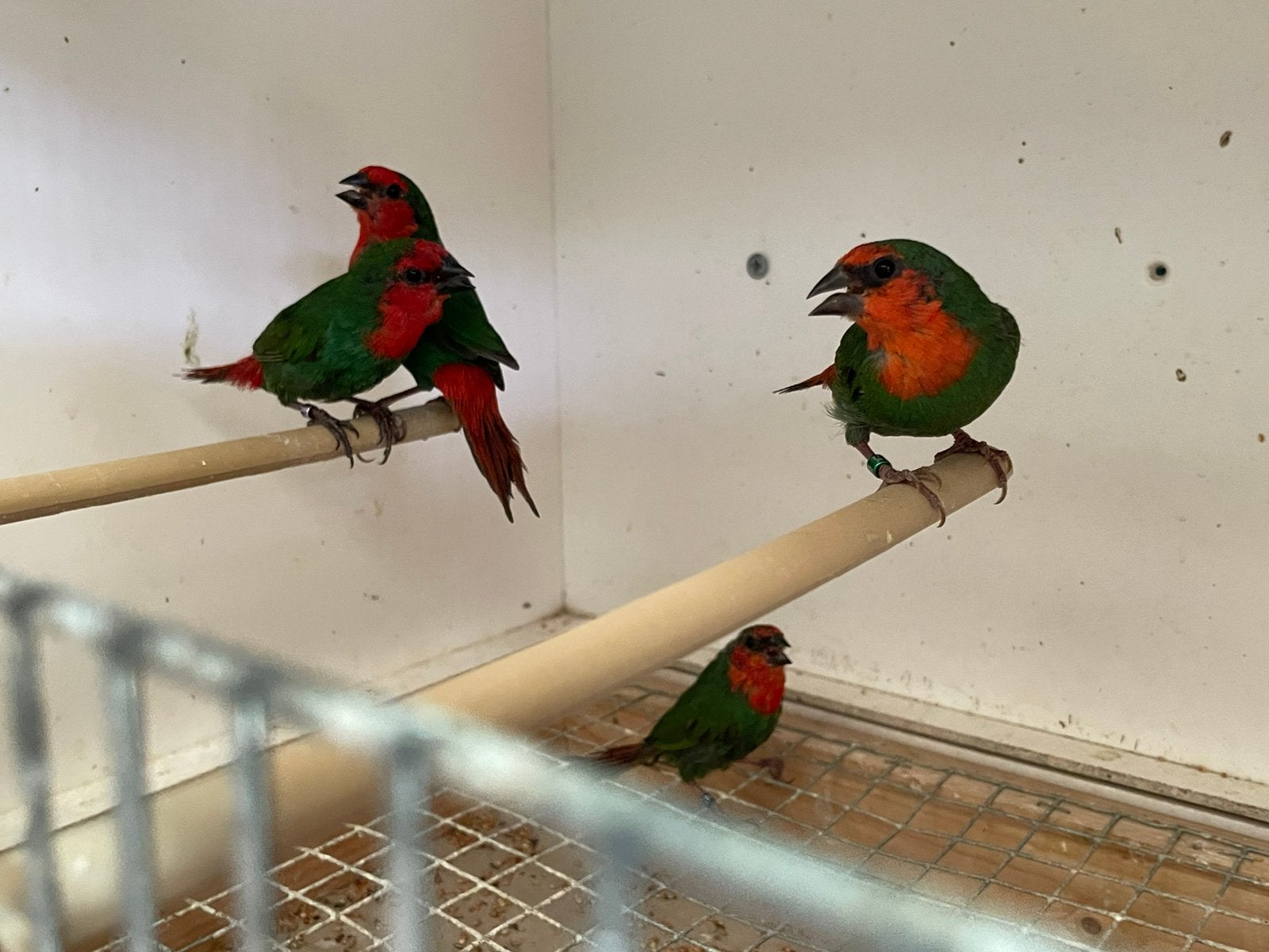 Roodkoppapegaaiamadine, Dieren en Toebehoren, Vogels | Overige Vogels