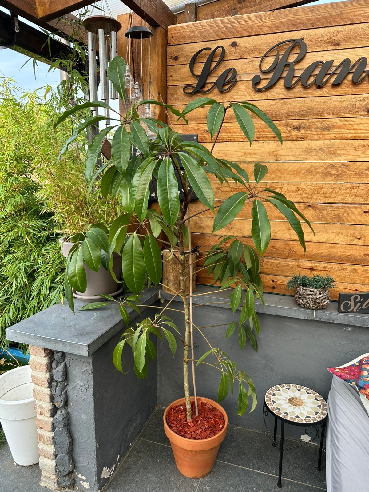 Prachtige Schefflera actinophylla — 1m82 — Met pot, Tuin en Terras, Ophalen, Overige soorten, 100 tot 250 cm