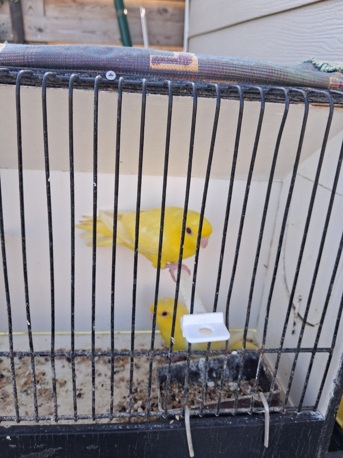 Kakarikies, Dieren en Toebehoren, Vogels | Kanaries