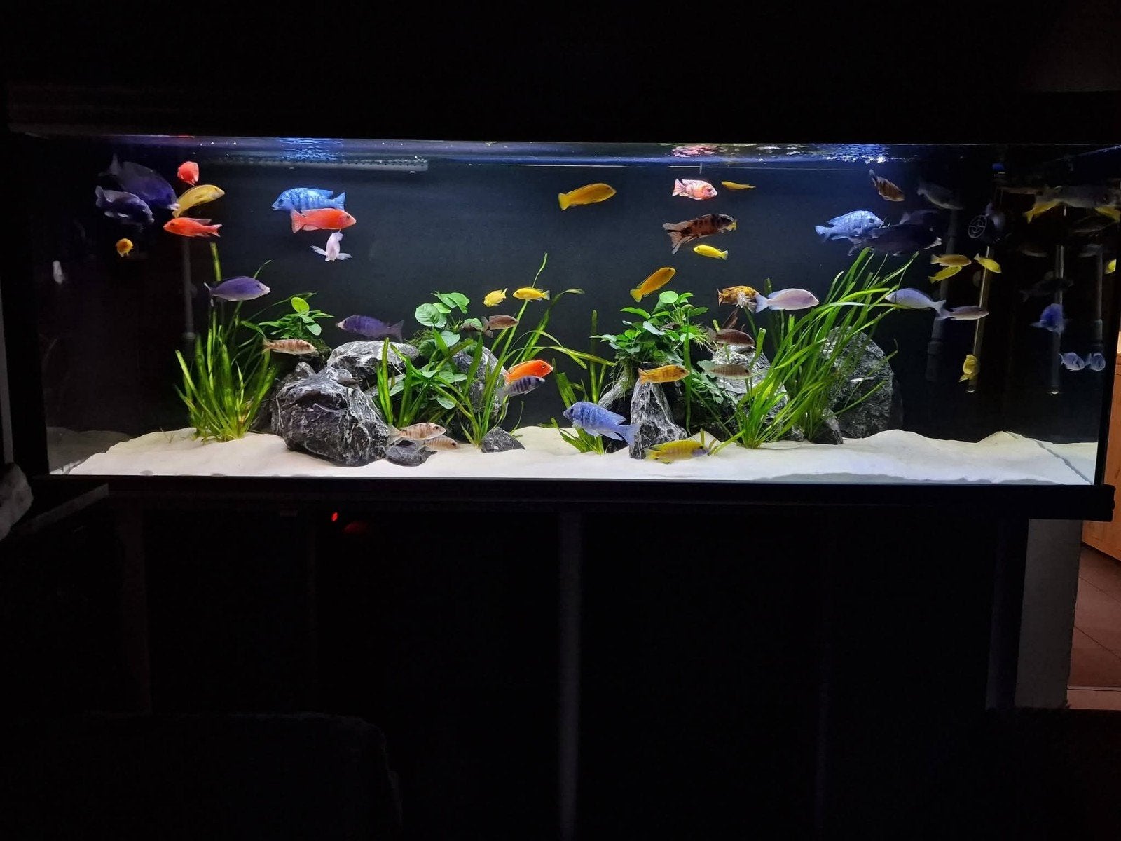 Aquarium aquatlantis 200x60x70, Ophalen, Aquatlantis, Inclusief vissen, Gevuld zoetwateraquarium