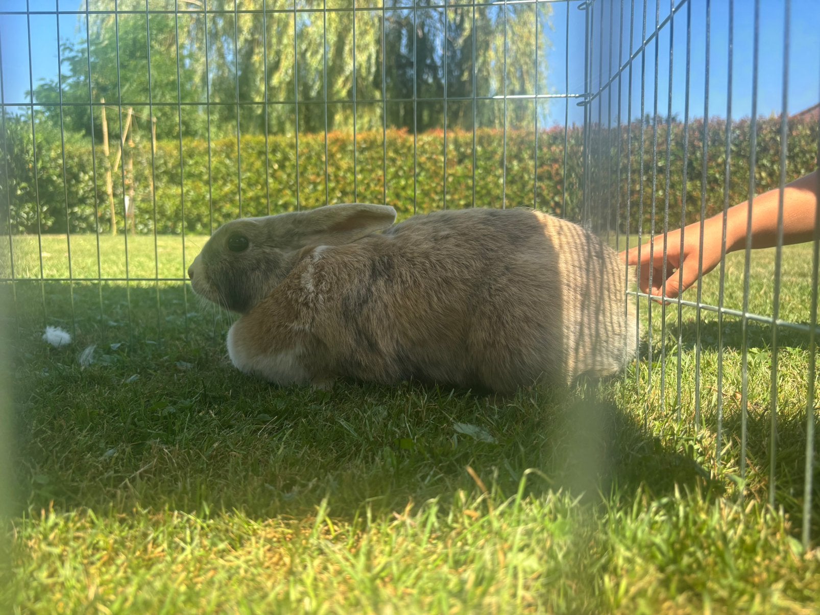 Rammen zoeken nieuwe thuis