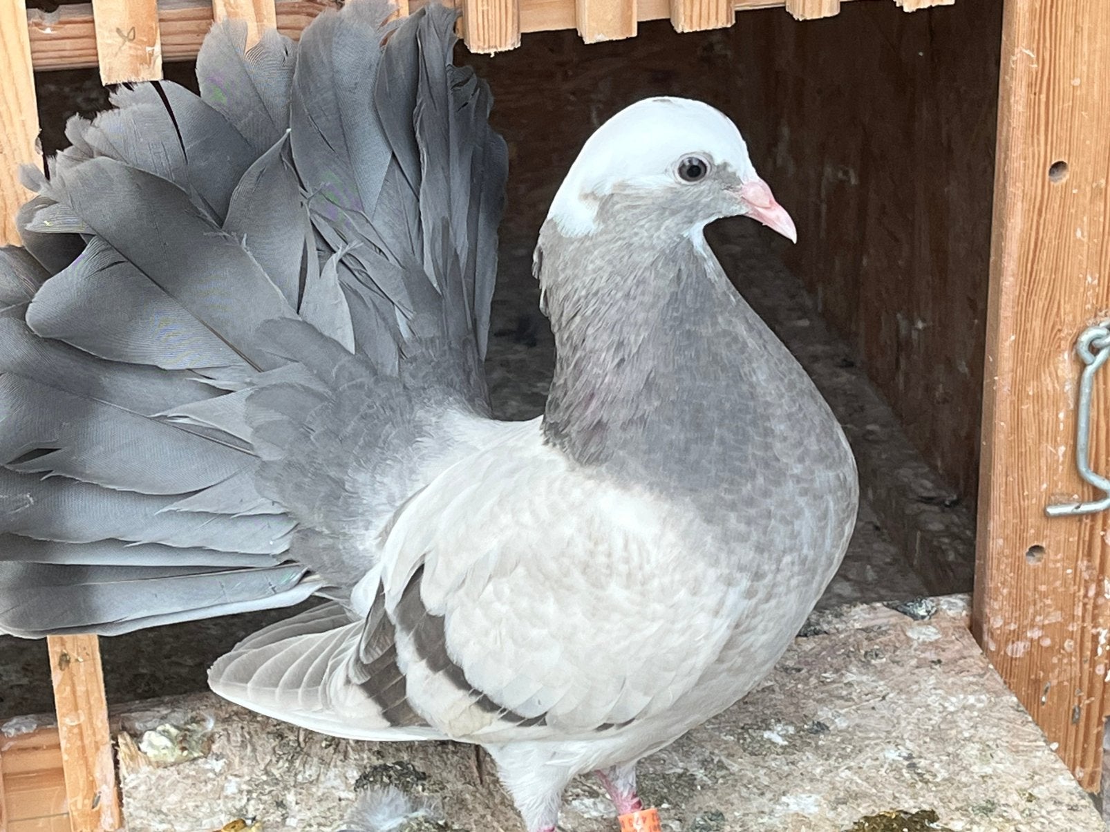 Pauwstaart let waaierstaart, Animaux & Accessoires, Plusieurs animaux, Autres espèces