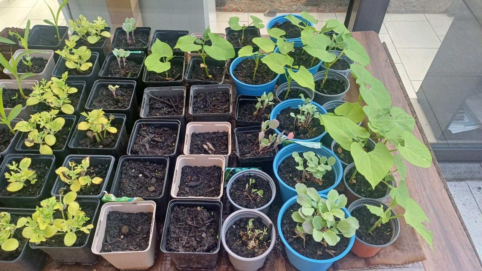 diverse planten, Tuin en Terras, Ophalen of Verzenden