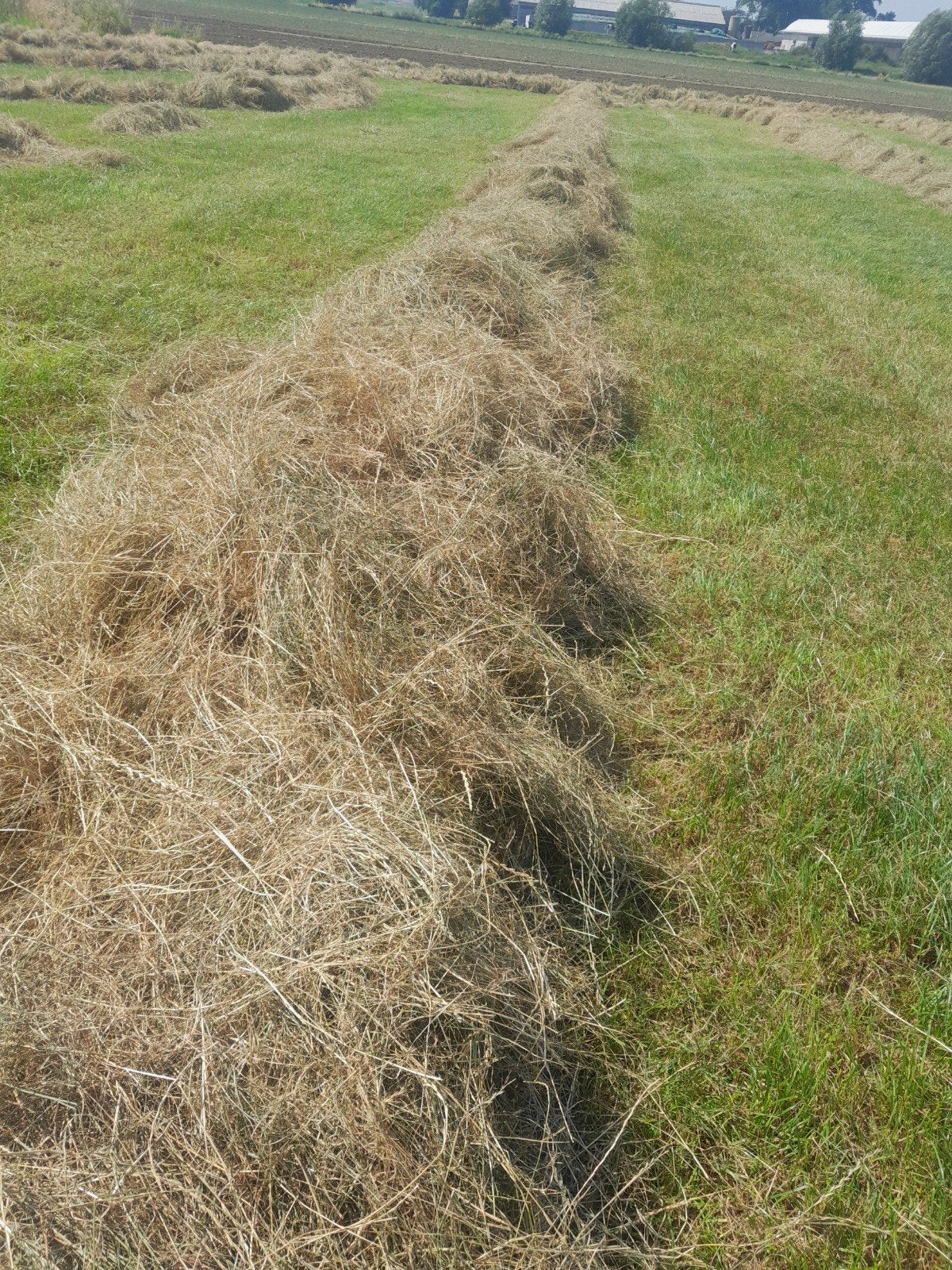 Grote pakken hooi in folie te koop, Enlèvement ou Envoi