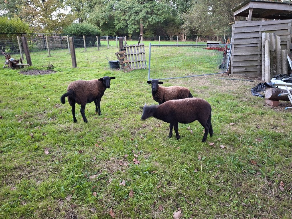 2 ooilammeren te koop, Animaux & Accessoires, Femelle, Mouton