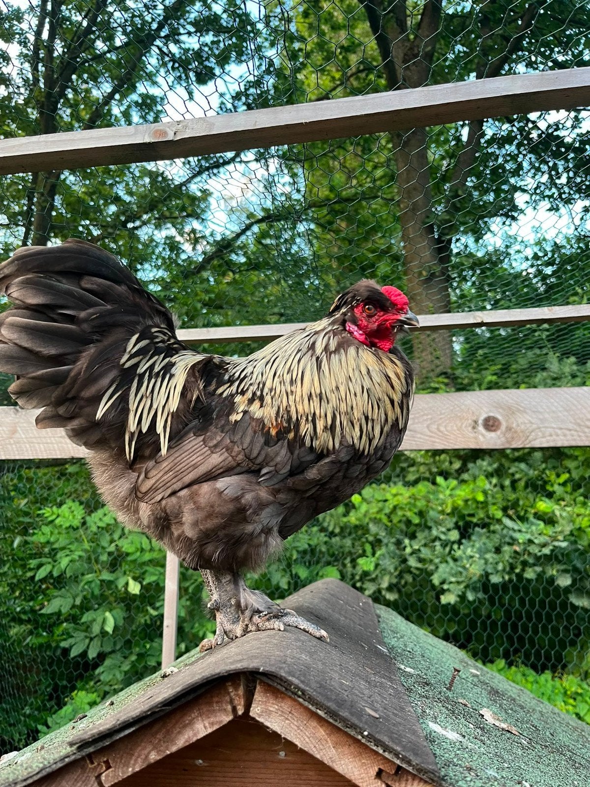 Lieve Araucana haan (gekruist met?) Te geef!, Dieren en Toebehoren, Pluimvee
