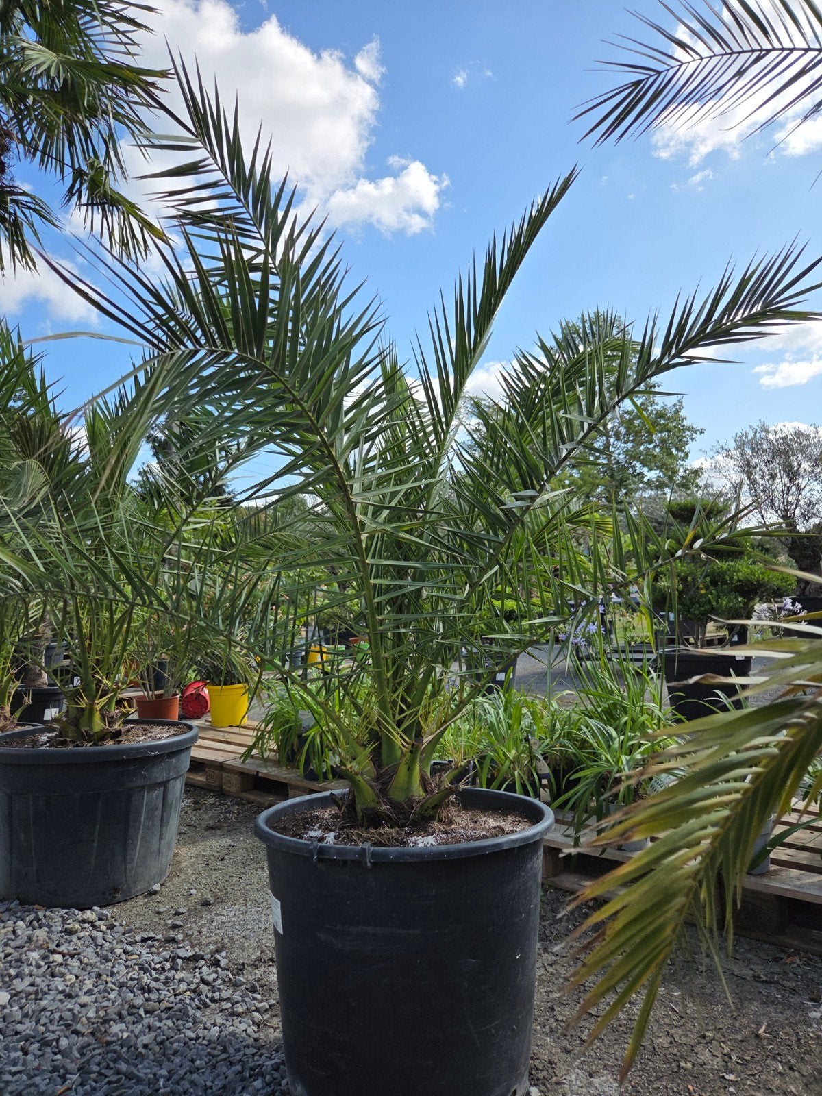 Palmboom Phoenix Canariensis, Tuin en Terras, Ophalen