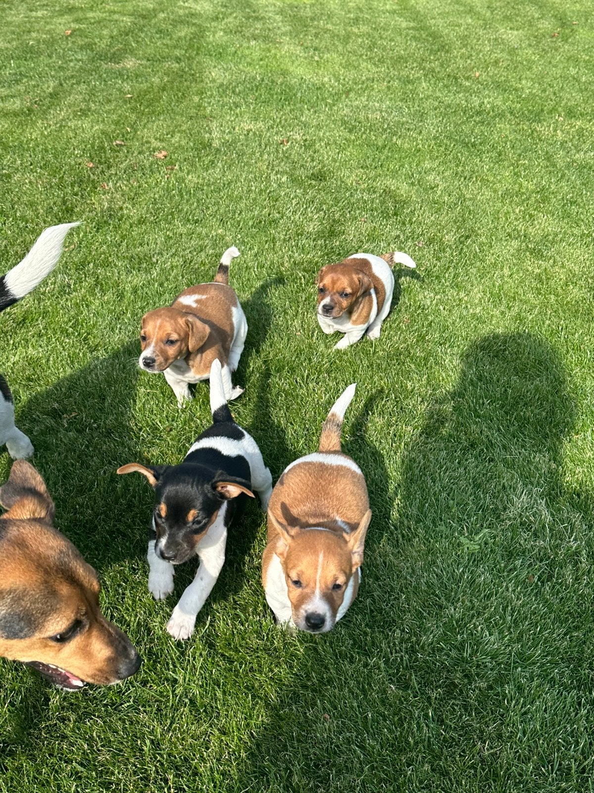 Jack russel pups, Animaux & Accessoires, Maladie de Carré (chiens), 8 à 15 semaines, Plusieurs, Éleveur | Loisir