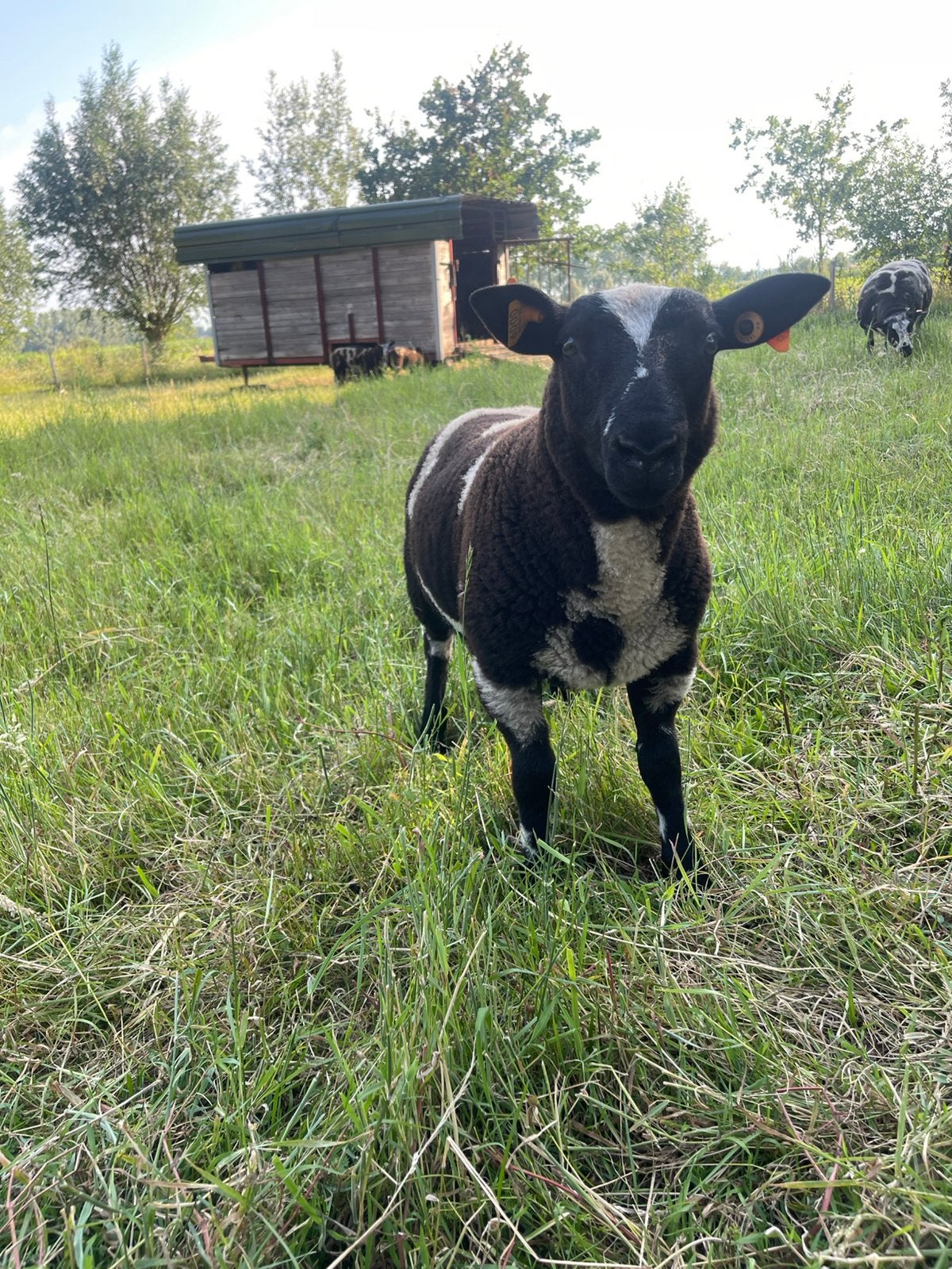 Bont ramlam (zwoegervrij-gecertificeerd), Mâle, Mouton, 0 à 2 ans